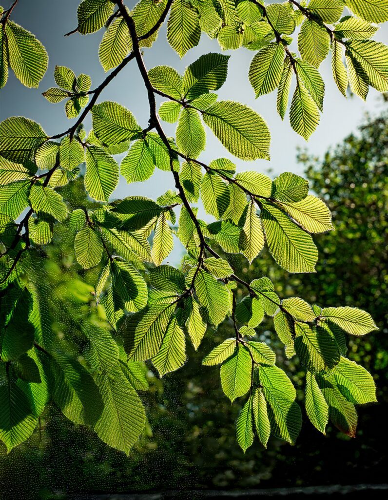 Une branche avec des feuilles de hêtre utilisées dans les fleurs de Bach