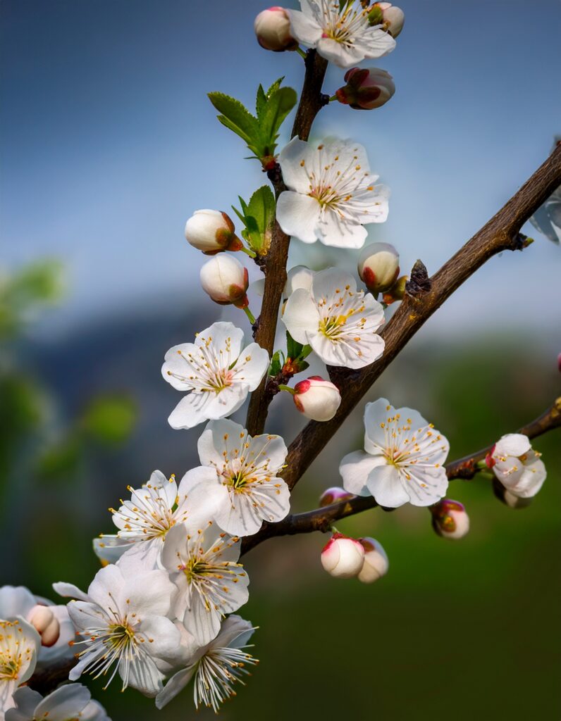 Des fleurs de prunier utilisées dans les fleurs de Bach